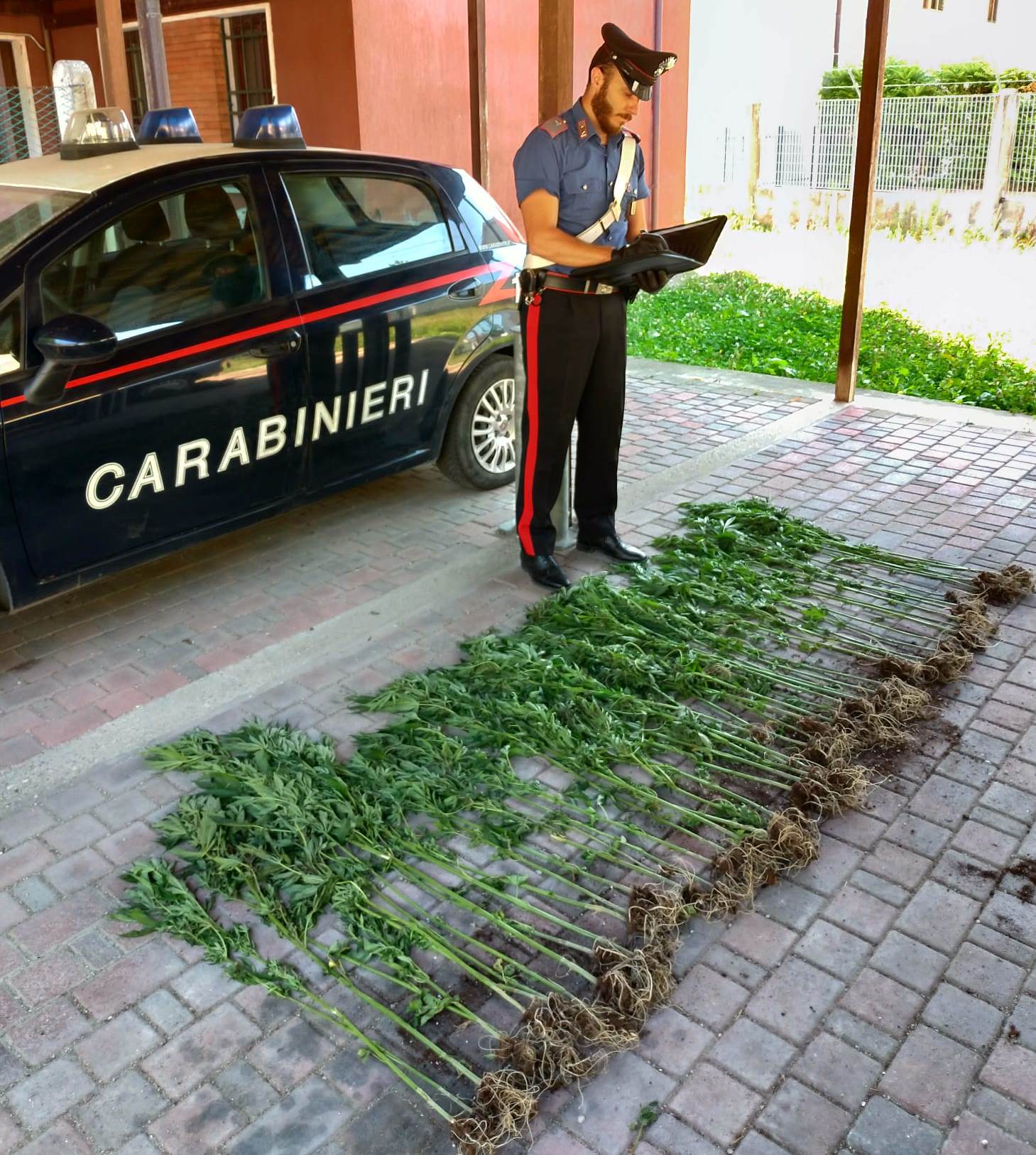 CAVARZERE (VE): RINVENUTE PIANTE DI MARIJUANA